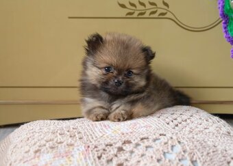 POMERANIAN Boo - 3