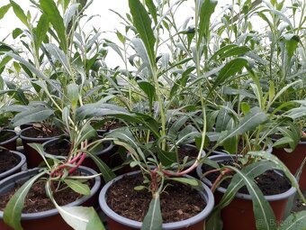 Gaura svickovec bila barva kvetu - 3