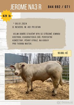 Plemenný býk charolais a masný simental - 3