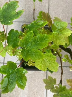 Bonsai, Bonsaj, jamadori, javor mléč - 3