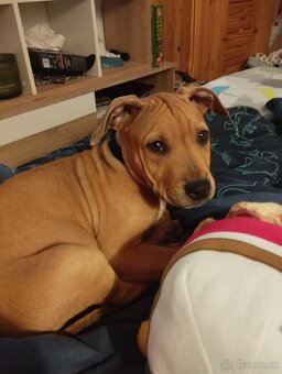 Americký pitbullteriér štěně - 3