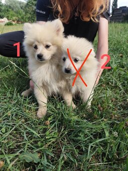 Špic pomeranian štěňátka - 3