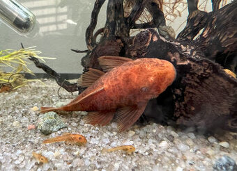 Ancistrus sp. super red - 3
