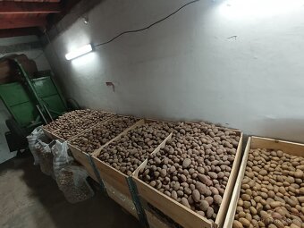 Brambory a česnek na uskladnění - 3