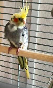 Korela letošní - 3