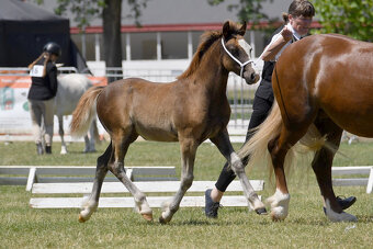 Welsh pony of cob type - 3