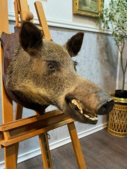 Lovecká trofej - Divoké prase (141047) - 3