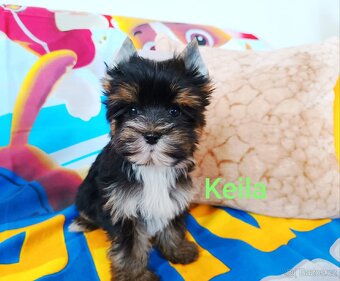 Jorkšírský teriér - 3