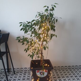 Fíkus Benjamin 120 cm - 3