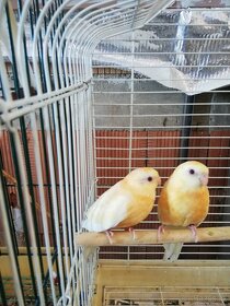 Papoušek zpěvavý oranž- rubino 0.1 - 3