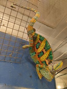 Chameleón jemenský - 3