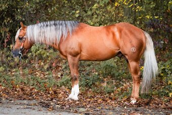 Pripúšťanie QH Palomino -reining - 3
