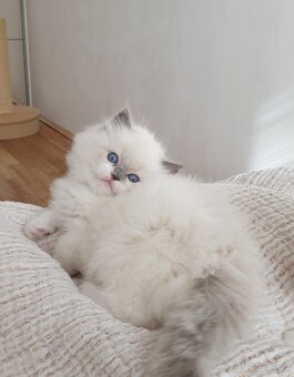 Ragdoll koťátko, holčička blue mitted s PP - 3
