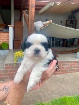 Šťeňátka se znaky plemene Shih tzu - 3