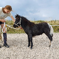 Shetland pony - klisnička - 3