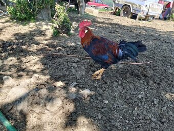 KOHOUTI LEGHORN A VALASKA KOROPTVI - 3