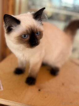 Ragdoll s PP - 3