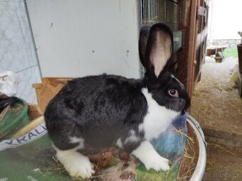 Meklenburský strakáč černý - 3