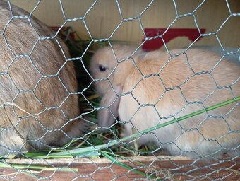 Králíčci beránci - 3