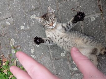 Koťata zdarma - 3