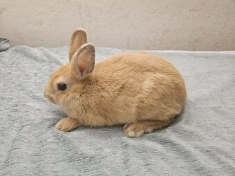 Zakrslý králíček - 3