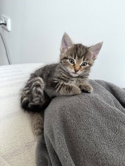 Daruji koťátka - 3