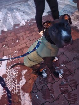 Staford štěně - 3