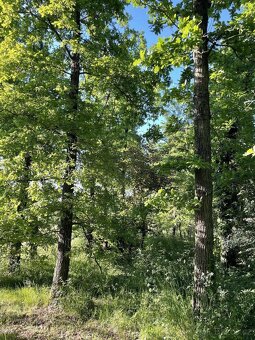 Prodám lesní pozemek v k.ú. Oplot - 3