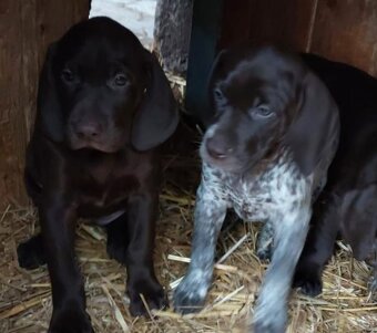 Německý krátkosrstý ohař - 3