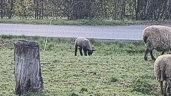 Prodám Beránky - 3