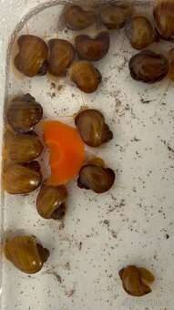 Apulária hnědá - Ampullaria australis - 3
