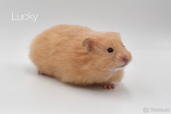 Křeček syrský s PP - 3