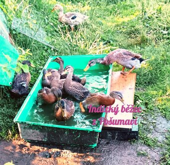 Indický běžec - kachňátka 🦆🦆🦆 - 3