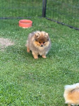 Pomeranian s PP - 3
