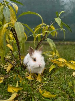 Zakrslý králíček - 3