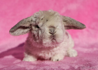 Zakrslý rex beránek , maličký siam sameček - 3