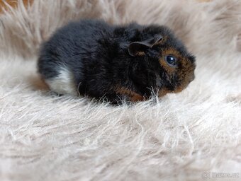 Morče US Teddy / samička / morčátko - 3