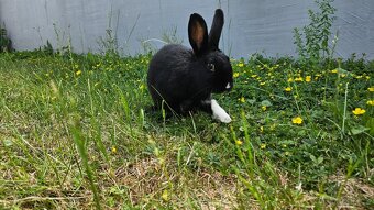 Kralik -Samička - 3