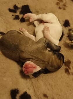 SAO-Středoasijský pastevecký pes-štěňata - 3