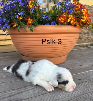 Australský ovčák: rezervácia šteniatok - 3