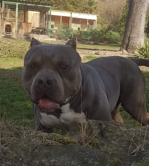 American bully-krytí - 3
