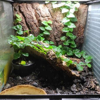 Bioaktivne terarium ExoTerra s plnou vybavou - 3