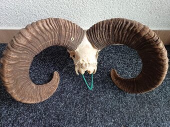 Muflon trofej (rohy; toulce) 58 cm - 3