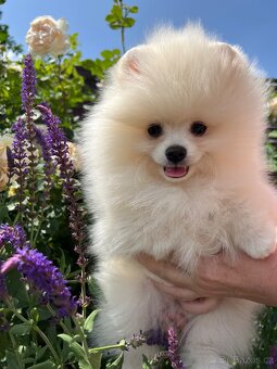 Pomeranian s PP - biela farba - 3