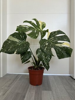 Monstera Thai - 3