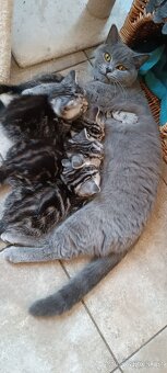 Britská koťata Whiskas - 3