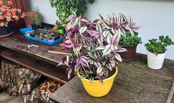 Tradescantia Nanouk - Blázen, Voděnka, Poděnka - 3