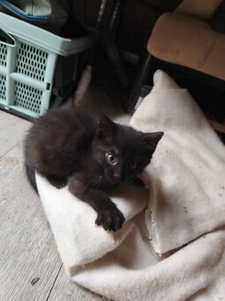 DARUJI kotě / koťata (3) do dobrých rukou. Info v popisku. - 3