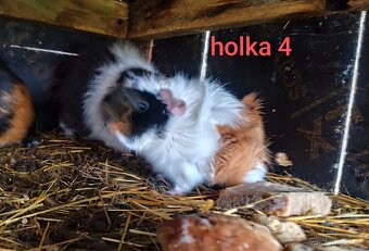 morče, morčátko - 3