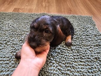 Jezevčík drsnosrstý standard POSLEDNÍ VOLNÁ FENKA - 3